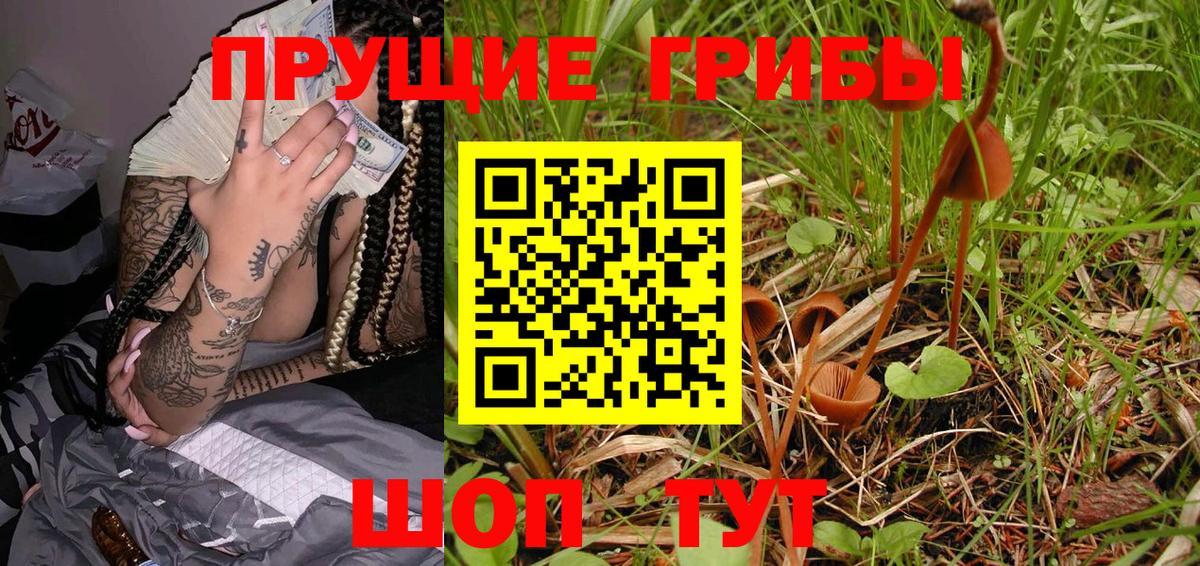 Псилоцибиновые грибы GOLDEN TEACHER Дивногорск